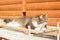 Lazy cat lies on a bench near the cottage and yawns.