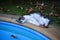 Lazy cat lies near the swimming pool