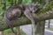 Lazy Cat at a Tree