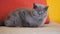 Lazy cat is watching a fly. Gray british shorthair cat lies on the sofa and looks around