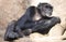 Lazy Chimpanzee