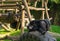 Lazy common chimpanzee laying on car tire and scratching its behind, popular zoo animals