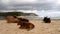 Lazy cows at the beach