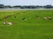 Lazy cows in a meadow along river the Waal, Netherlands
