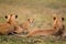 Lazy day with the Masai Mara`s Marsh pride with the cubs playing