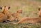 Lazy day with the Masai Mara`s Marsh pride with the cubs playing