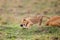 Lazy day with the Masai Mara`s Marsh pride with the cubs playing