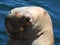 Lazy day, wildlife, marine life, California sea lion