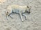 Lazy dog relaxing and sleeping on sand beach