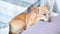 Lazy Dog Sleep on bed. Pet concept. Tired Chihuahua dog, lying on sofa at home. Dog waiting for owner home. Resting red Dog on cou