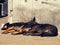 Lazy dogs lying in the sun