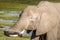 Lazy elephant. Elephant wearing its trunk on its tusks