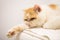 lazy Exotic shorthair cat on bed