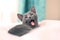 Lazy funny lovely fluffy cat lying on bed. Yawning Russian blue cat on bed Pets, pet care, good morning, sleep concept. 