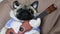 Lazy funny pug dog singer with a guitar, dog musician guitarist lies on his back on a soft chair bag