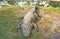 Lazy Gator Resting on Bank