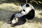 The lazy giant panda is Basking in the sunshine