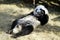 The lazy giant panda is eating the bamboo