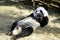 The lazy giant panda is eating the bamboo