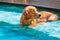 Lazy golden retriever labrador lying and relaxing in swimming pool