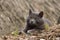 Lazy gray cat relaxing on straw outdoor