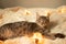 lazy gray tabby kitten relaxing on a soft knitted blanket on a sofa decorated with LED lights garland on light