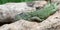 Lazy Green Iguana Iguana iguana laying on branch.