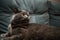 Lazy grey beauty british shorthair cat on cozy sofa.