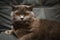 Lazy grey beauty british shorthair cat on cozy sofa.