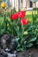 A lazy grey cat, relaxing in a flower bed between bright blooming tulips.