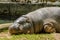 Lazy Hippo in Sunshine