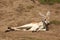 Lazy kangaroo chilling on the ground