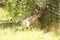 A lazy kangaroo lounging and leaning against a chain link fence in the grass in the sun