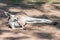 Lazy Kangaroo Resting in the Sun, Koala Sanctuary, Brisbane, Australia