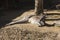 Lazy Kangaroo in Sydney Zoo