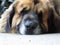 Lazy Leonberger dog