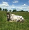 Lazy Leopard Appaloosa