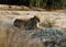 Lazy Lioness on a rock in the Kruger national park