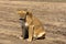 The lazy lioness. Sandy savanna of Serengeti, Tanzania