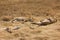 Lazy lions taking a sunbath in the african steppe