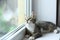 Lazy lovely black cat lying by the window. Gray tabby cute kitten with beautiful eyes relaxing on window sill