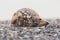 Lazy male grey seal Halichoerus grypus lying on gravel beach