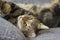 Lazy marbe domestic cat on gray sofa, cute lime eyes on tabby face