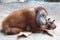 Lazy Orang Utan