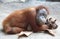 Lazy Orang Utan