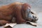 Lazy Orang Utan