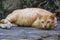 Lazy orange cat on the floor. The eyes looked at the camera.