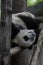 Lazy panda chengdu china, rest on back in tree