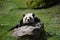 A lazy panda on a rock