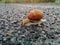 Lazy pedestrian - snail on wet pavement after morning rain